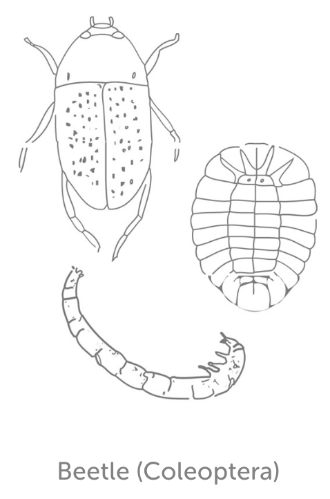 Least Tolerant Bug 5